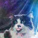 Jon Ayal Cat avatar
