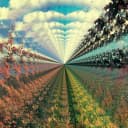Tame Impala avatar